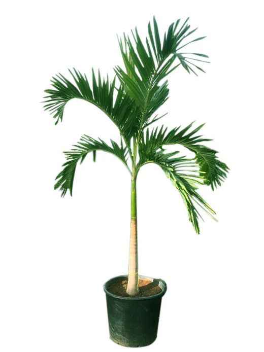 Veitchia palm