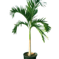 Veitchia Palm