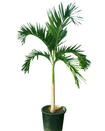 Veitchia Christmas Palm tree with green fronds in black nursery pot for UAE landscapes