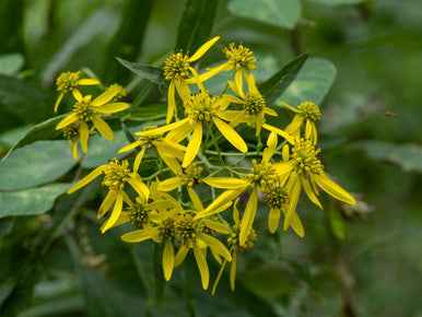 Vernonia Ironweed plant with bright yellow star-shaped flowers blooming in UAE garden