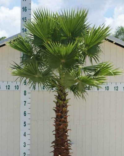 Washingtonia Palm