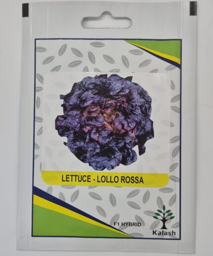 Lettuce Romana Larga Rubia Galacia