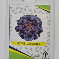 Lettuce Romana Larga Rubia Galacia