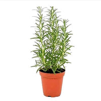 Rosemary Plant