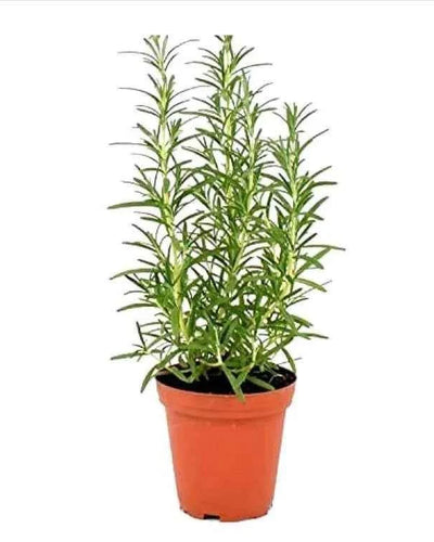 Rosemary
