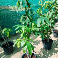 Mango Pakistan – Chaunsa