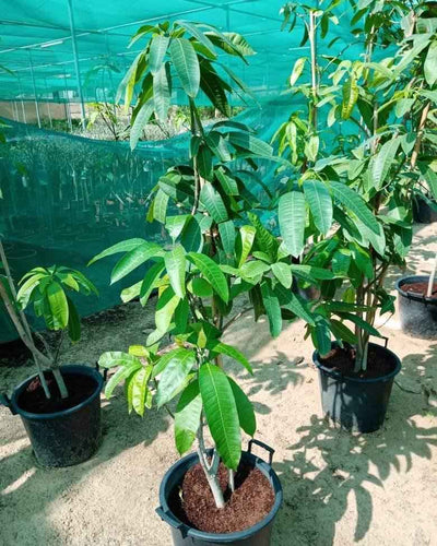 Mango Pakistan – Chaunsa