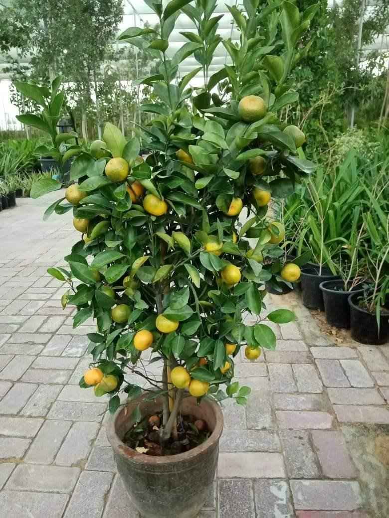 Orange Tree – Citrus Sinensis