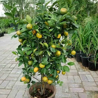 Orange Tree – Citrus Sinensis