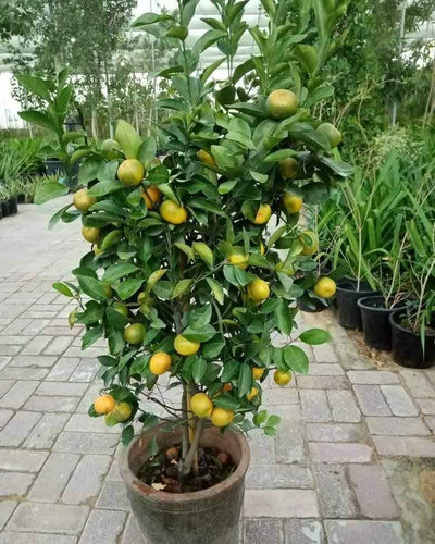 Orange Tree – Citrus Sinensis