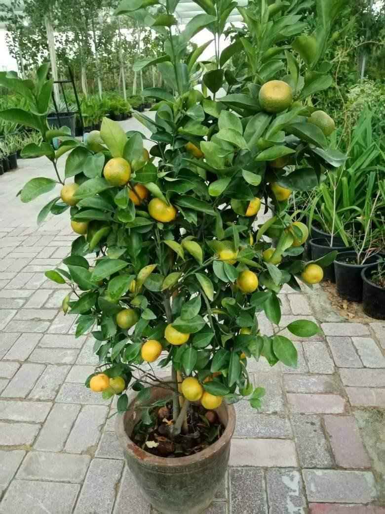 Orange Tree – Citrus Sinensis