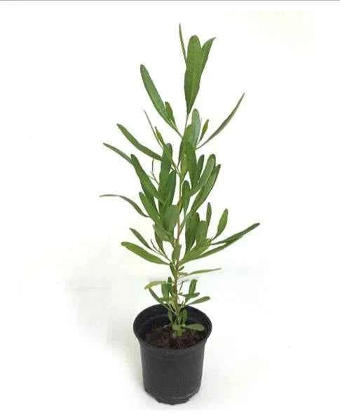 Purple Hop Bush – Dodonaea Viscosa