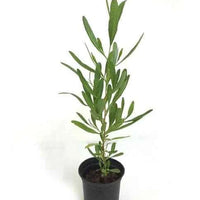 Purple Hop Bush – Dodonaea Viscosa