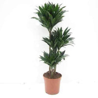 Dracaena Compacta