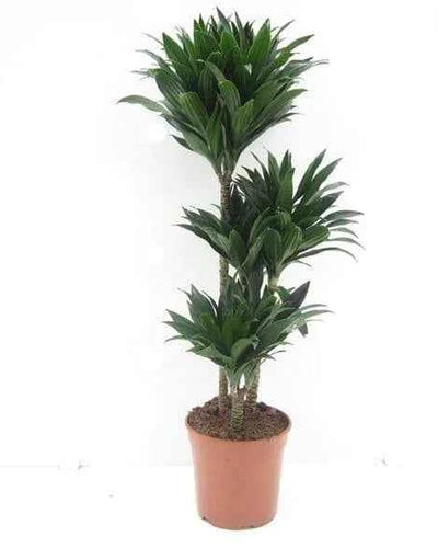 Dracaena Compacta