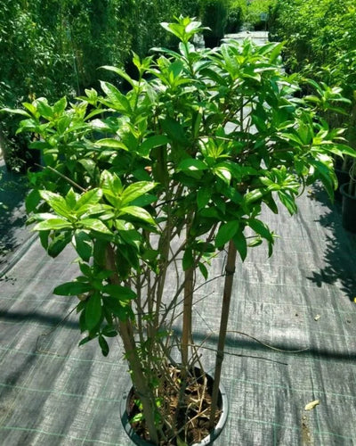 Golden Trumpet