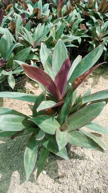 Rhoeo – Tradescantia Spathacea