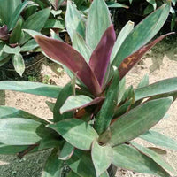 Rhoeo – Tradescantia Spathacea