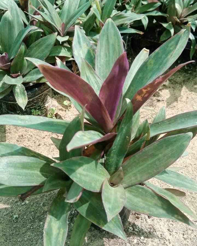 Rhoeo – Tradescantia Spathacea
