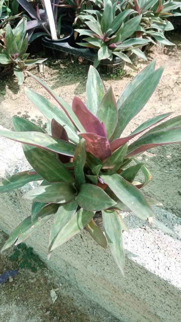 Rhoeo – Tradescantia Spathacea