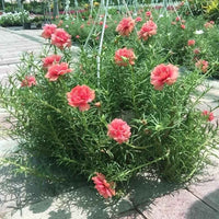 Portulaca Hanging