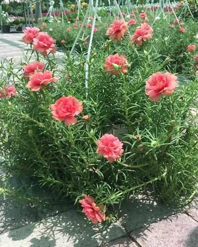Portulaca Hanging
