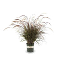 Pennisetum Grass