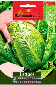 Lettuce seeds