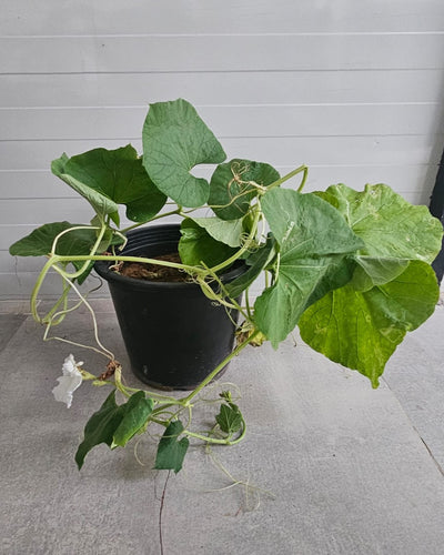 Bottle Gourd