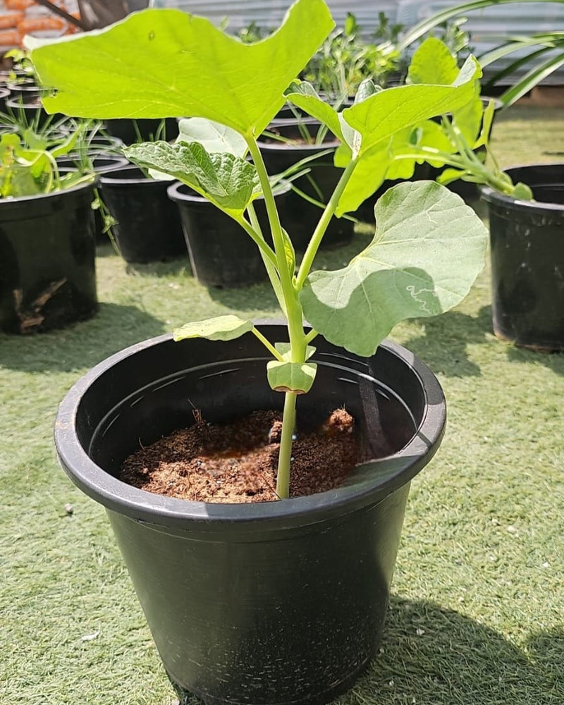 lauki plant in pot Buy Bottle Gourd Lauki Plants Dubai & UAE