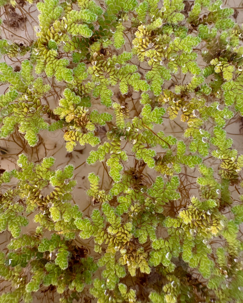 Azolla Water Plant