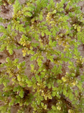 Azolla Water Plant