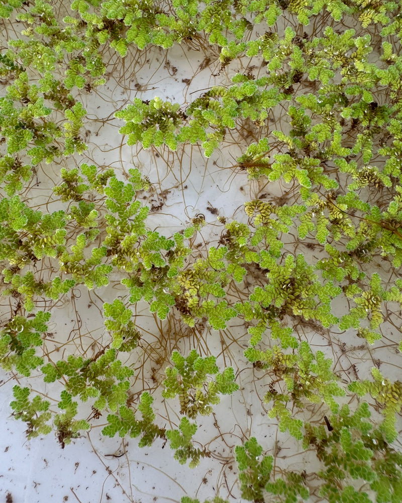 Azolla Water Plant