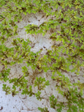 Azolla Water Plant