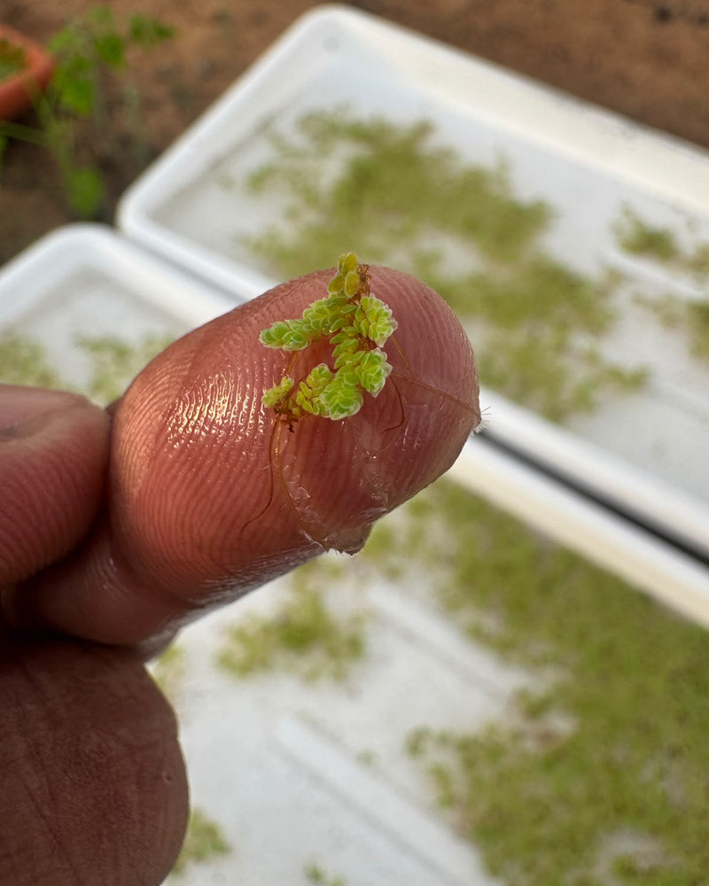 Azolla Water Plant