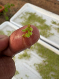 Azolla Water Plant
