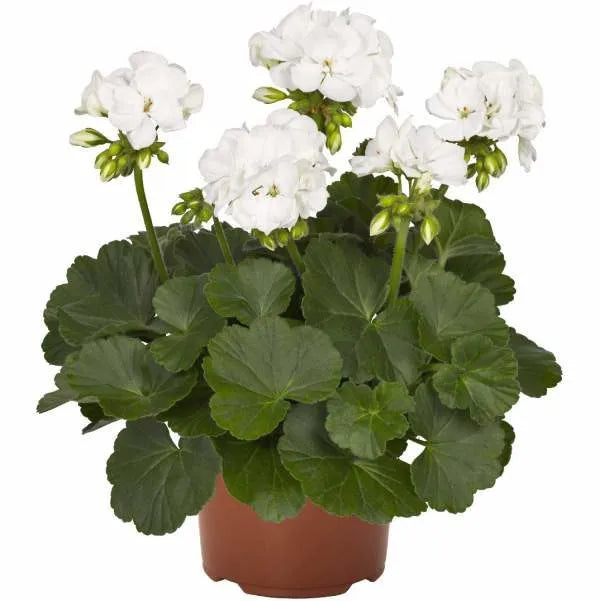 Geranium White – V15