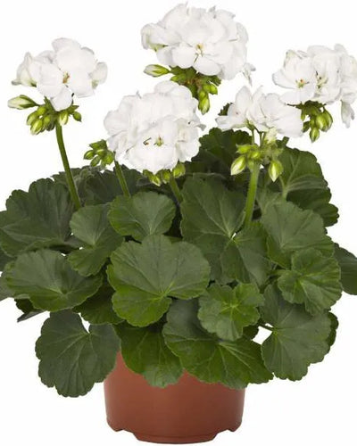 Geranium White V15
