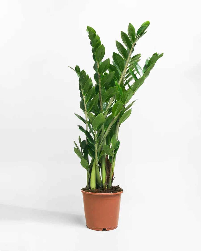 Zamioculcas Zamiifolia – ZZ Plant