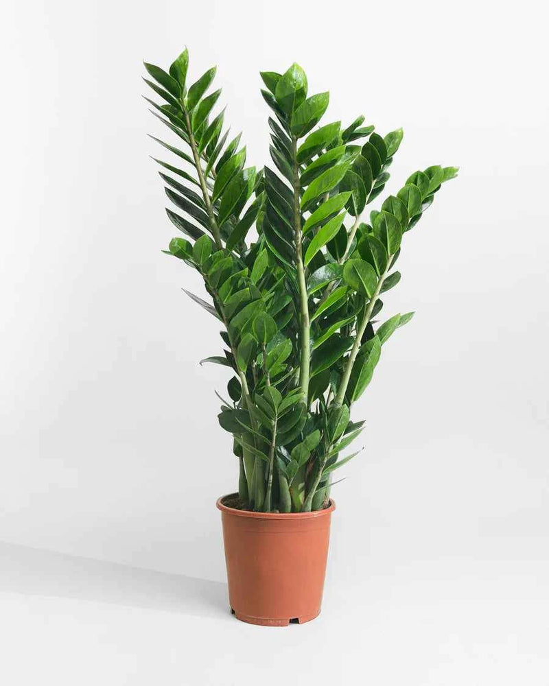Zamioculcas Zamiifolia – ZZ Plant
