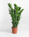 Zamioculcas Zamiifolia – ZZ Plant