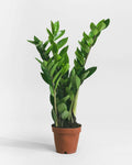 Zamioculcas Zamiifolia – ZZ Plant