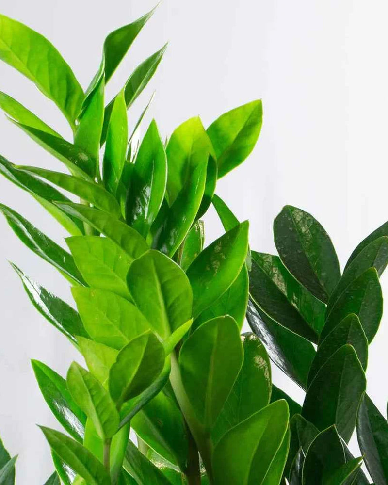 Zamioculcas Zamiifolia – ZZ Plant