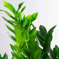 Zamioculcas Zamiifolia – ZZ Plant