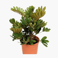 Zamia Furfuracea