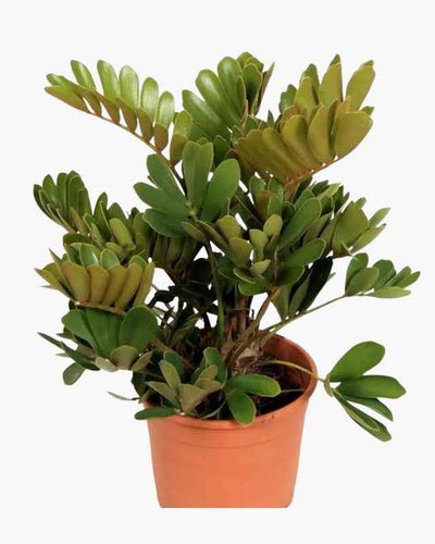 Zamia Furfuracea