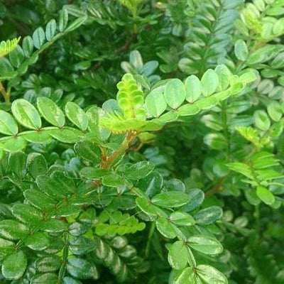 Lemon Pepper – Zanthoxylum