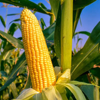 Corn