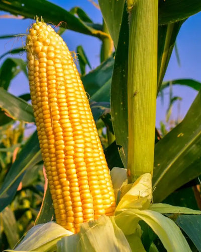 Corn