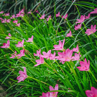 Rain Lily – Zephyranthes Rosea